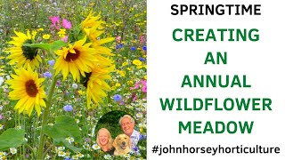 HOW TO CREATE A MINI ANNUAL WILDFLOWER MEADOW GARDEN