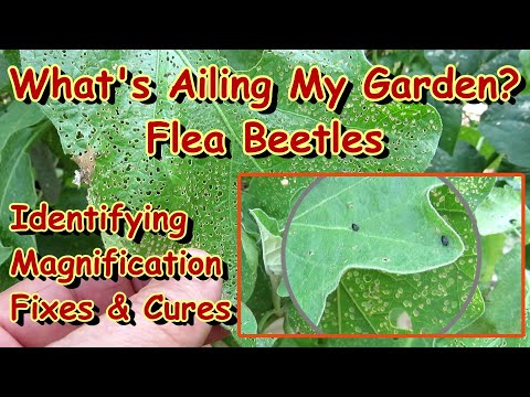, title : 'How to Identify & Manage the Flea Beetle on Eggplant & Other Garden Plants: Magnified Examples E-2'
