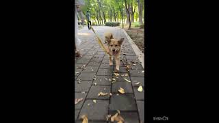 Video preview image #1 Mutt Puppy For Sale in Seattle, WA, USA