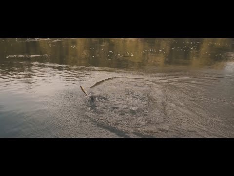 Rumble in the Amazon Jungle: Fangbait 140SR