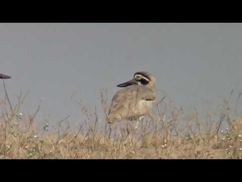 Call of Great thick-knee juvenile