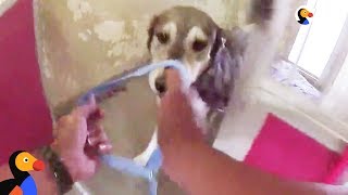 Officers Run Into Shelter To Rescue Animals from California Wild Fire | The Dodo