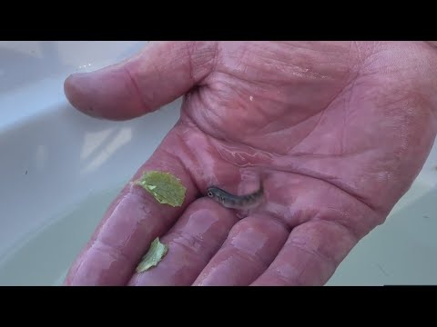 Chinook salmon swimming tribe's ancestral McCloud River for first time in decades