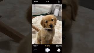 Download lagu Sounds That Make Your Head Tilt #puppy #dog #viral #shortsfeed mp3