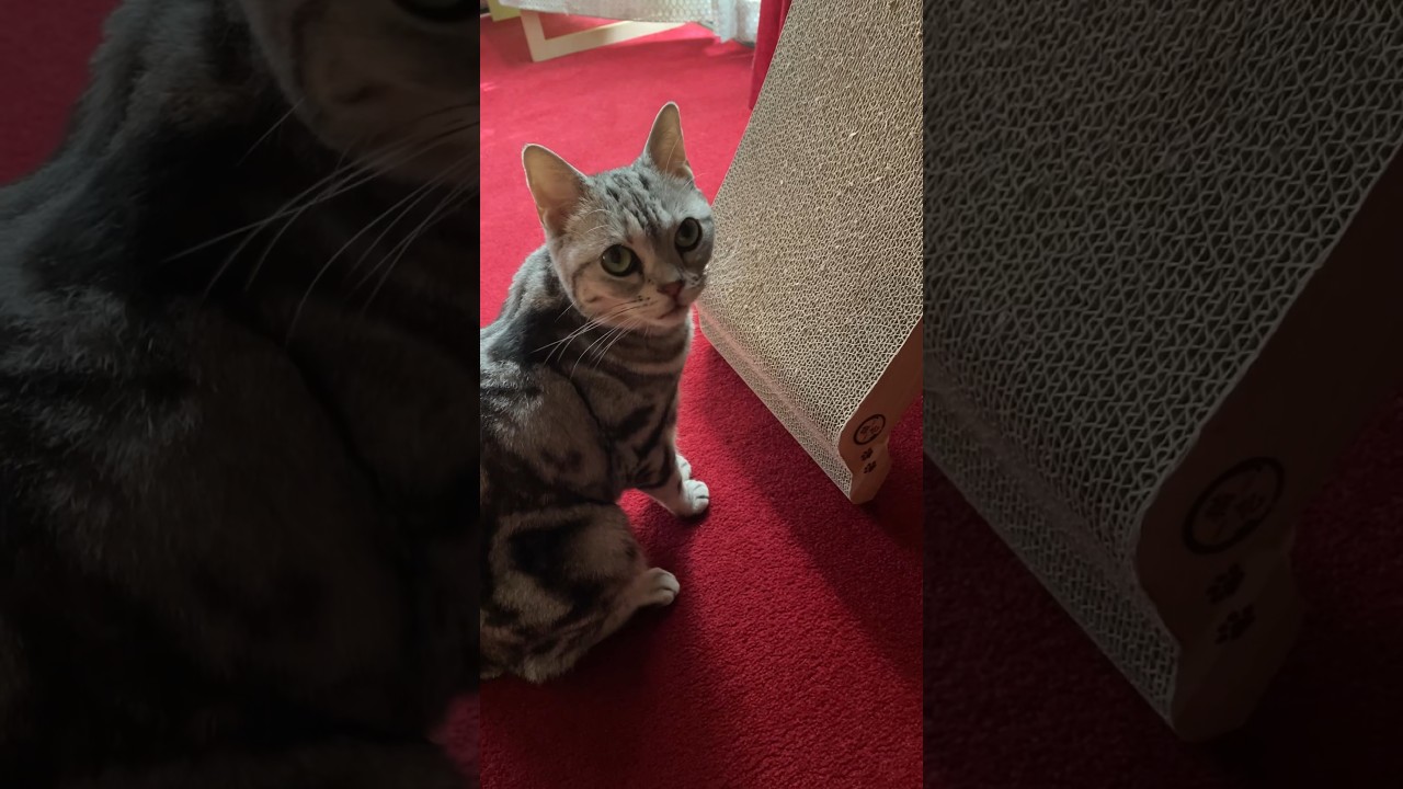 猫さんの爪研ぎ♡ #cat #猫 #ねこ動画 #ねこのいる生活