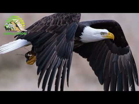 Eagle vs. Falcon: The Battle for the Sky