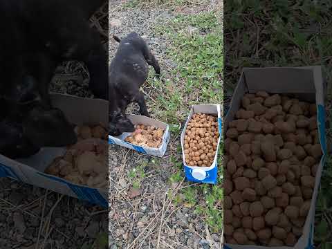 SÃO JOSÉ DA LAGOA DISTRITO DE PARAOPEBA MINAS GERAIS POSTO FAISÃO BR 135 E BR 040