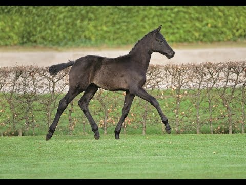 Nr. 13 | Hengstfohlen v. Kannan - Chellano Z