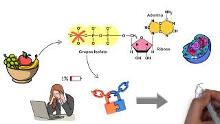 Introdução ao metabolismo