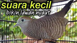 Download lagu perkutut lokal gacor suara kecil bikin lawan nyaut mp3