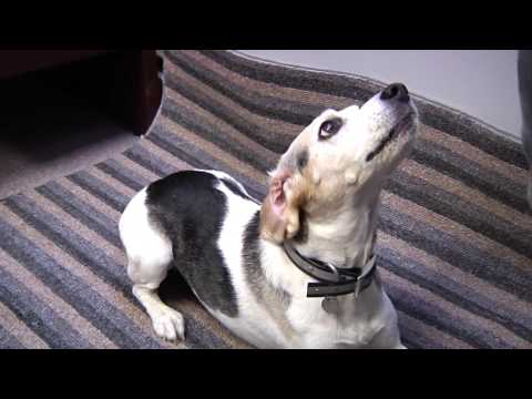 Pre-adoption tips - BC SPCA