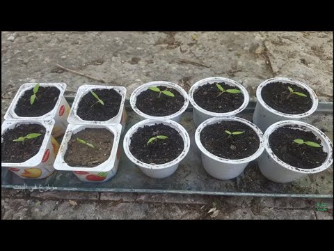 , title : 'زراعة الطماطم من البذور خطوة بخطوة'