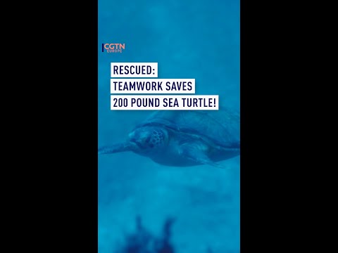 Rescued: Teamwork saves 200 pound sea turtle