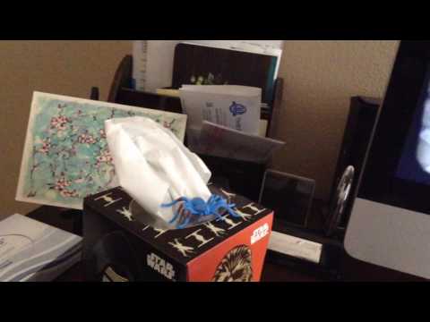 Jibanyan gets jumpscared