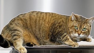 Today I groomed a rotund loaf of sourdough bread | Chonky Cat Alert ⚠️