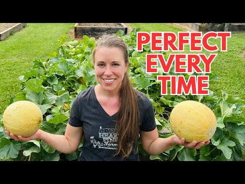 Raised Bed Cantaloupe: Easy Growing & Harvesting Hacks (When & How)