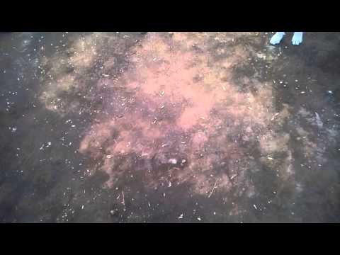 El perro del Gerson Quiltrera xD