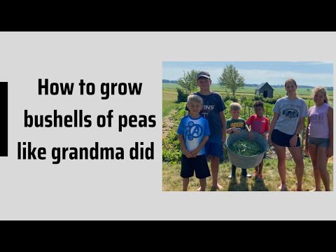 How to grow bushels of peas!