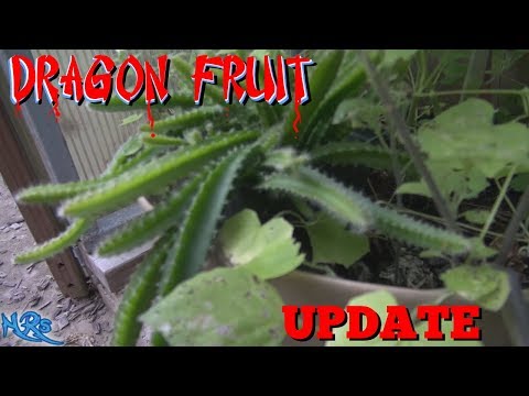 , title : '⟹ Sprouting Dragon Fruit | Hylocereus costaricensis | Pitaya roja from seed PT 3'
