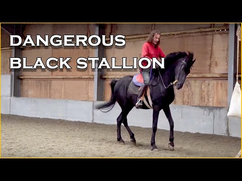 Medieval knight's saddle: How comfortable is my reproduction 14th Century Knight's Saddle?