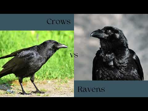 Crows, Ravens, Magpies : Signs & Symbols Intuition