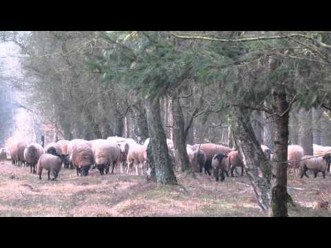 Schaapskudde Elspeet 2