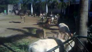 preview picture of video 'Ilocos II - Baluarte, Vigan, Ilocos I.N. Francis camel feeding'