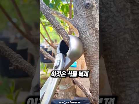 14일 만에 나무를 복제하는 기술