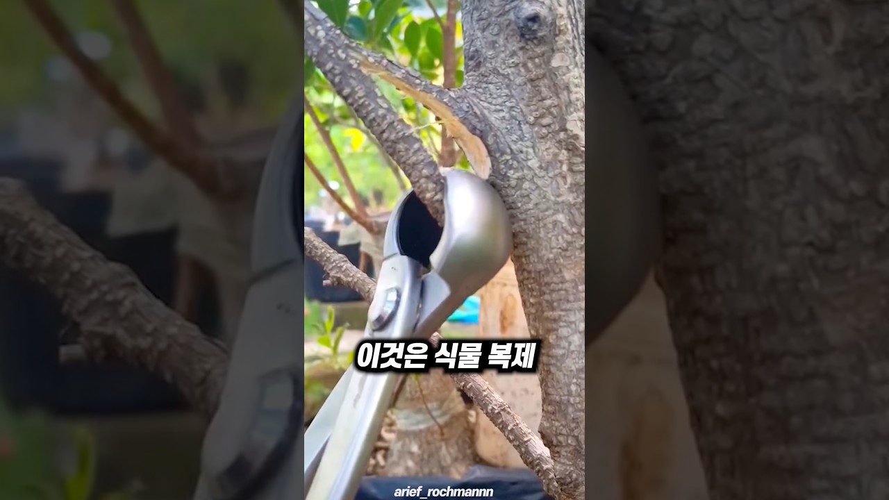 14일 만에 나무를 복제하는 기술