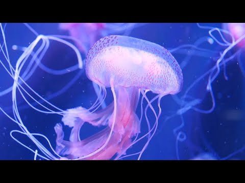 Jellyfish Compilation Under the Sea 4K - Relaxing Piano Music