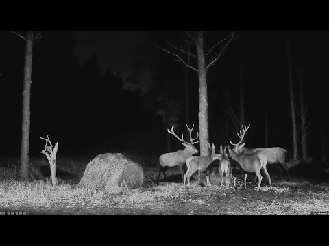 Red Deer Webcam in Estonia