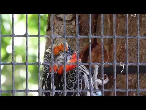 woodpecker at Waddesdon