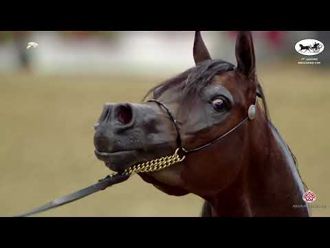 N 138 KASHEF AL SHAQAB   1st Qatar Arabian Breeders Cup   Stallions 4+ Years Old Class 10 11