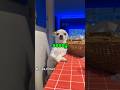 Dogs Are Too Sassy Dog Funny Pets
