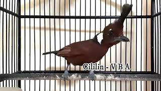 Download lagu MASTERAN CILILIN FULL NEMBAK KERAS .. AMPUH JADIKAN MASTERAN MURAI BATU & CUCAK IJO mp3