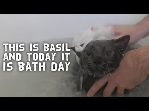 How To Bath a Cat - Basil the British Shorthair