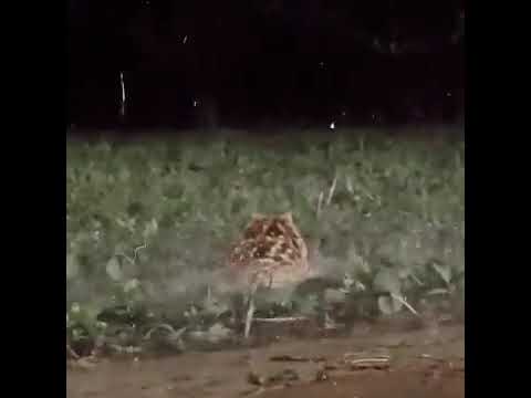 Sapinho na chuva Sad