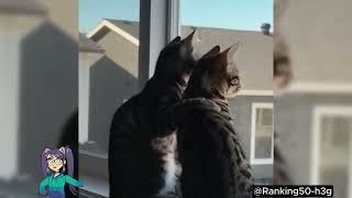 Funny Cats Compilation 2026 | Only 1% Can Watch Without Laughing!