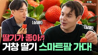 한국생활 11년차 알베의 스마트팜 딸기 농장 체험기!