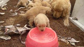 preview picture of video 'GOLDEN RETRIEVERS CACHORROS 1 MES_CRIADERO CAMPESTRE ATILA'