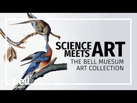 Science Meets Art: The Bell Museum art collection