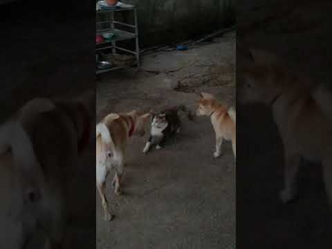 แมวและสุนัขกำลังสนัก