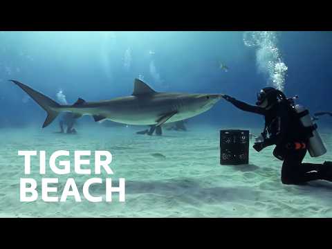 The Underwater Life Of Tiger Sharks | Nature Documentary