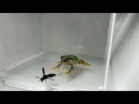 Žihadlo rodu mužského