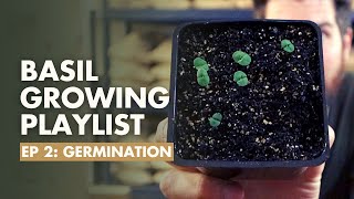 (Ep 2/8) How long do Basil seeds take to germinate? Basil Growing Guide