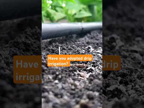 Transplanting vegetables kitchengarden gardening kitchengarden vegetablefarming farmingtips
