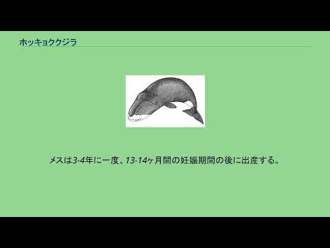 クジラ範囲マップホッキョククジラ.png