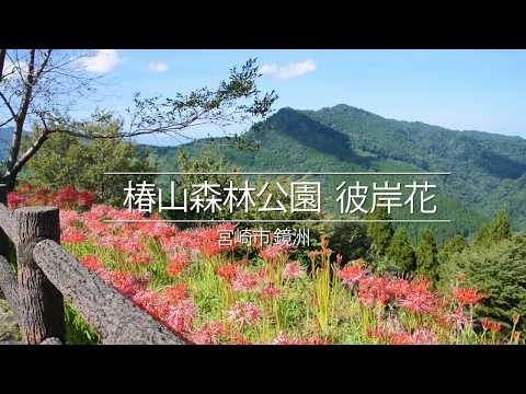 椿山森林公園（彼岸花）