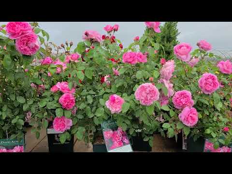 David Austin® Rose - Mary Rose // Gorgeous Repeat Flowering Rose With Med. Strong Old Rose Fragrance