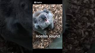 Download lagu Koala itu lucu… Tapi suaranya? MENAKUTKAN! 😨🐨🔊 #shorts #sound #animalsounds mp3